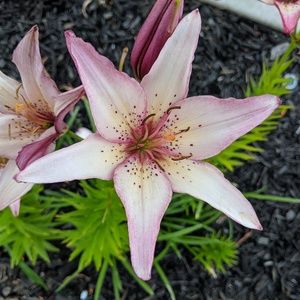 Meet your Posher, Jimmy